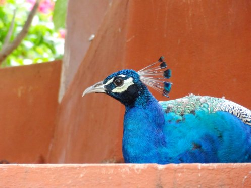 påfugl. Madurai